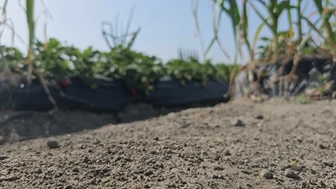 Strawberry Field Growing Patch Rows Vines Berries Workers Merchant Farm USA Video stock 239873886