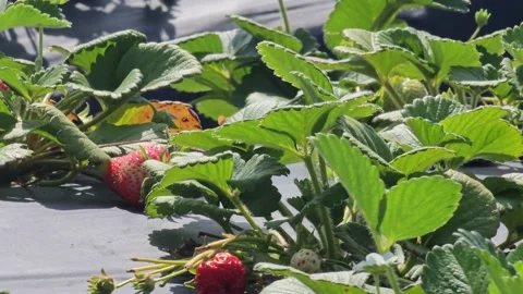 Strawberry Field Growing Patch Rows Vines Berries Workers Merchant Farm USA Video stock 239873937