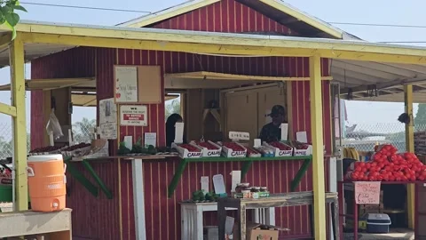 Strawberry Field Growing Patch Rows Vines Berries Workers Merchant Farm USA Video stock 239874329