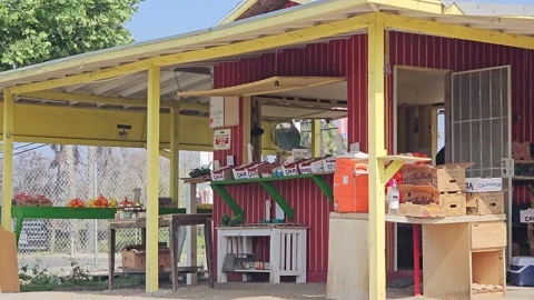 Strawberry Field Growing Patch Rows Vines Berries Workers Merchant Farm USA Video stock 239874380