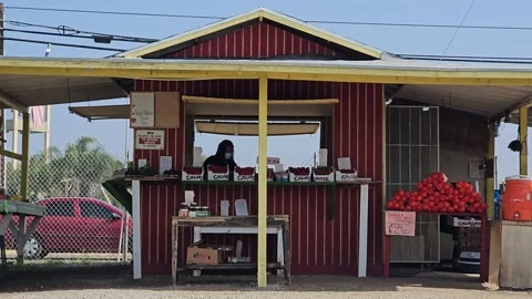 Strawberry Field Growing Patch Rows Vines Berries Workers Merchant Farm USA Video stock 239874497