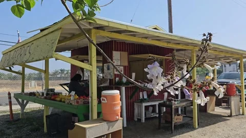 Strawberry Field Growing Patch Rows Vines Berries Workers Merchant Farm USA Video stock 239875433