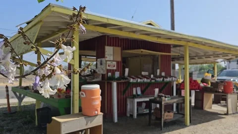 Strawberry Field Growing Patch Rows Vines Berries Workers Merchant Farm USA Video stock 239875471