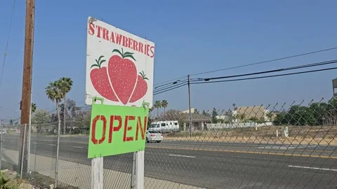 Strawberry Field Growing Patch Rows Vines Berries Workers Merchant Farm USA Video stock 239876051