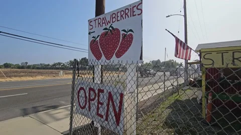 Strawberry Field Growing Patch Rows Vines Berries Workers Merchant Farm USA Video stock 239876350