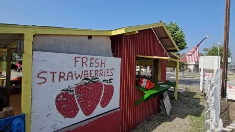 Strawberry Field Growing Patch Rows Vines Berries Workers Merchant Farm USA Stock Footage 239876625