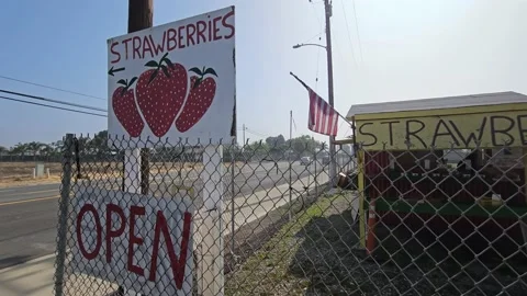 Strawberry Field Growing Patch Rows Vines Berries Workers Merchant Farm USA Video stock 239876642