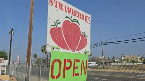 Strawberry Field Growing Patch Rows Vines Berries Workers Merchant Farm USA Video stock 239876684
