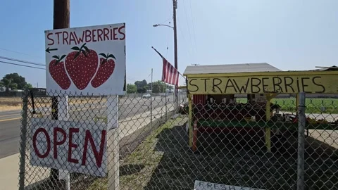 Strawberry Field Growing Patch Rows Vines Berries Workers Merchant Farm USA Video stock 239876894