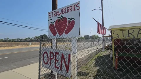 Strawberry Field Growing Patch Rows Vines Berries Workers Merchant Farm USA Video stock 239877137