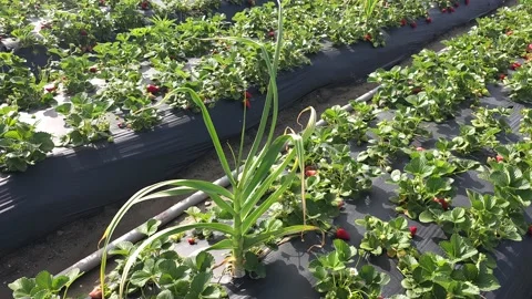 Strawberry Field Growing Patch Rows Vines Berries Workers Merchant Farm USA Video stock 239877520