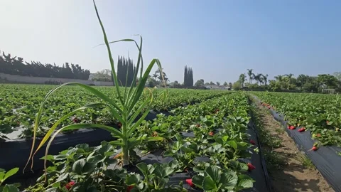 Strawberry Field Growing Patch Rows Vines Berries Workers Merchant Farm USA Video stock 239877542