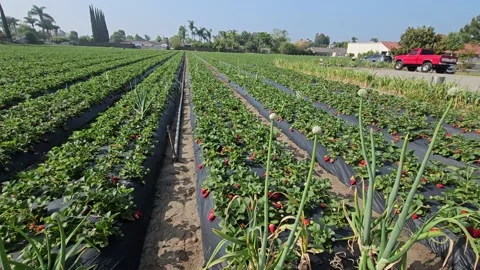 Strawberry Field Growing Patch Rows Vines Berries Workers Merchant Farm USA Video stock 239877673