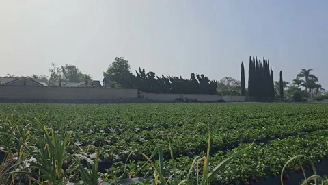 Strawberry Field Growing Patch Rows Vines Berries Workers Merchant Farm USA Video stock 239877752