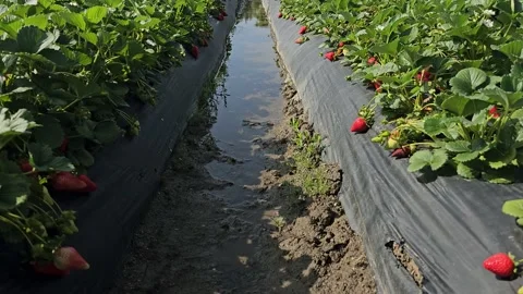 Strawberry Field Growing Patch Rows Vines Berries Workers Merchant Farm USA Video stock 239877970