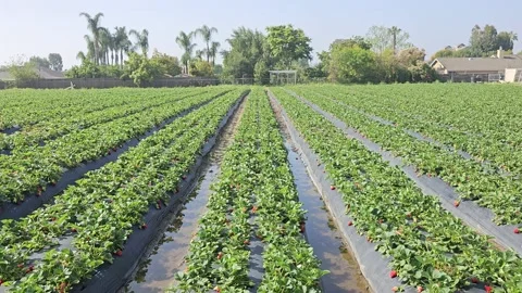 Strawberry Field Growing Patch Rows Vines Berries Workers Merchant Farm USA Video stock 239877979