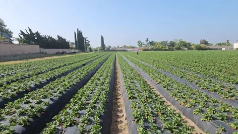 Strawberry Field Growing Patch Rows Vines Berries Workers Merchant Farm USA Video stock 239878732