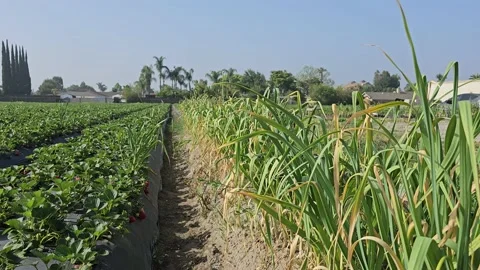 Strawberry Field Growing Patch Rows Vines Berries Workers Merchant Farm USA Video stock 239878751