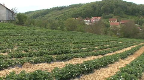 Strawberry field on the hillside Stock Footage 39665142