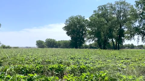 Strawberry Field Pan Stock Footage 243620614