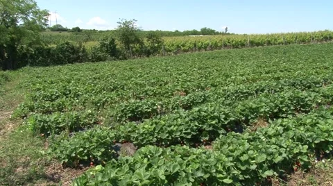 Strawberry field, pan right Stock Footage 50584497