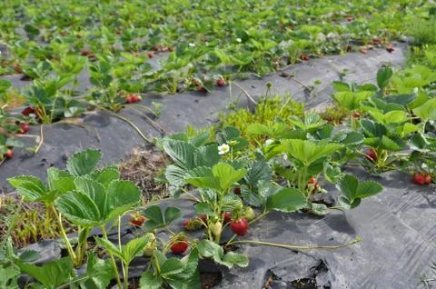 Strawberry field patch Foto stock