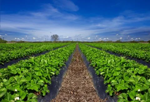 Strawberry field Stock Photos
