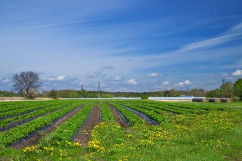 Strawberry field Stock Photos