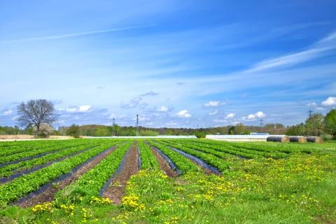Strawberry field Stock Photos