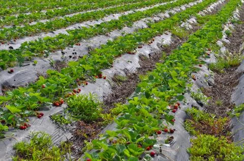 Strawberry field Foto stock