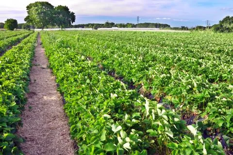 Strawberry field Stock Photos