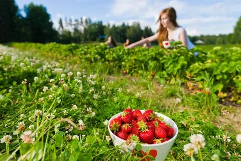 Strawberry field 写真素材