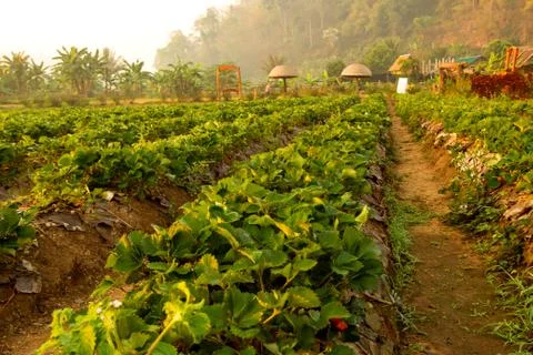 Strawberry field Stock Photos
