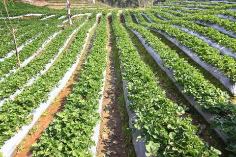Strawberry field. Stock Photos