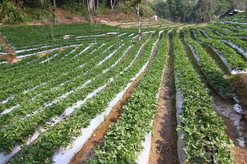 Strawberry field. Stock Photos