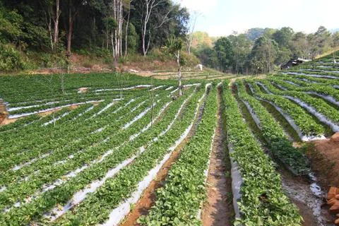Strawberry field. Stock Photos