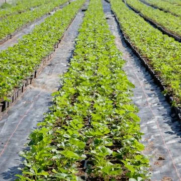 Strawberry field Stock Photos