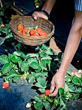Strawberry field Stock Photos