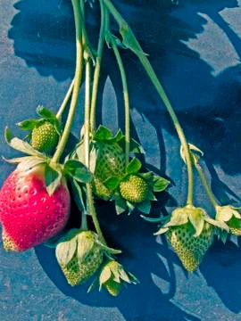 Strawberry field Stock Photos