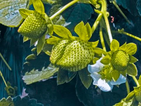 Strawberry field Stock Photos
