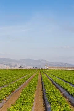 Strawberry Field Stock Photos