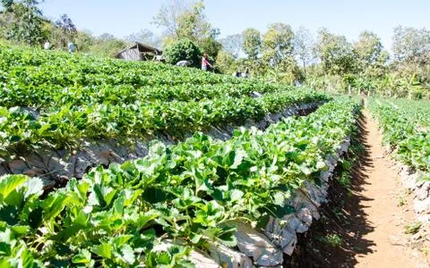 Strawberry  field. Stock Photos