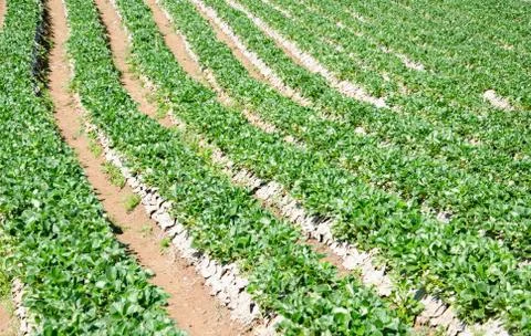 Strawberry  field. Stock Photos
