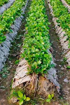 Strawberry field Stock Photos