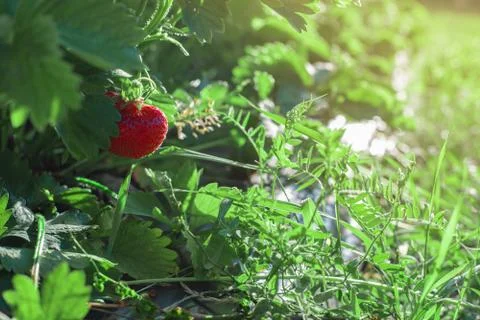 Strawberry field Stock Photos