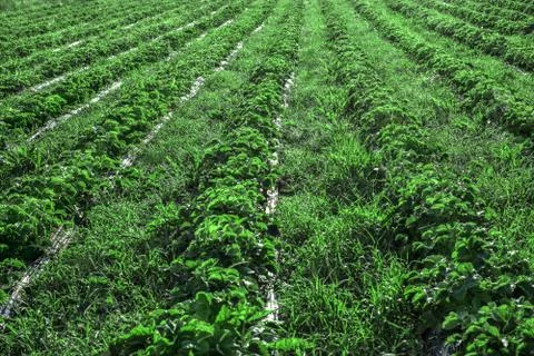 Strawberry field Stock Photos