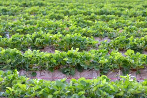 Strawberry field Stock Photos