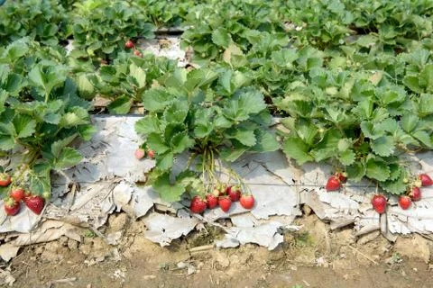 Strawberry field Foto stock