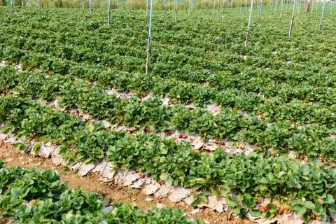 Strawberry field Stock Photos