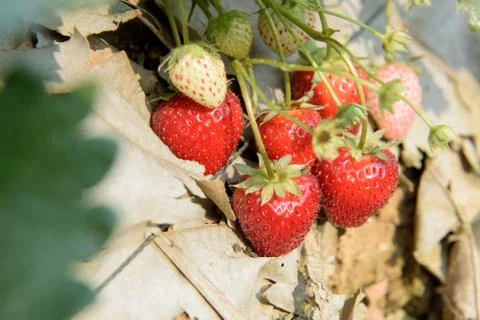 Strawberry field Stock Photos